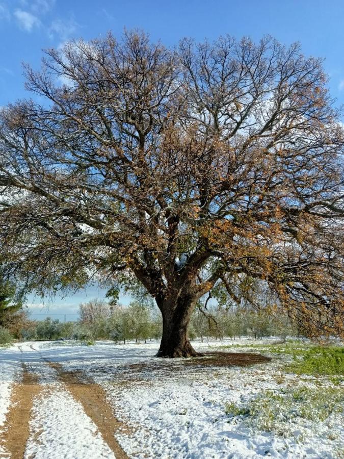 L'Antica Quercia ξενώνας Άντρια Εξωτερικό φωτογραφία