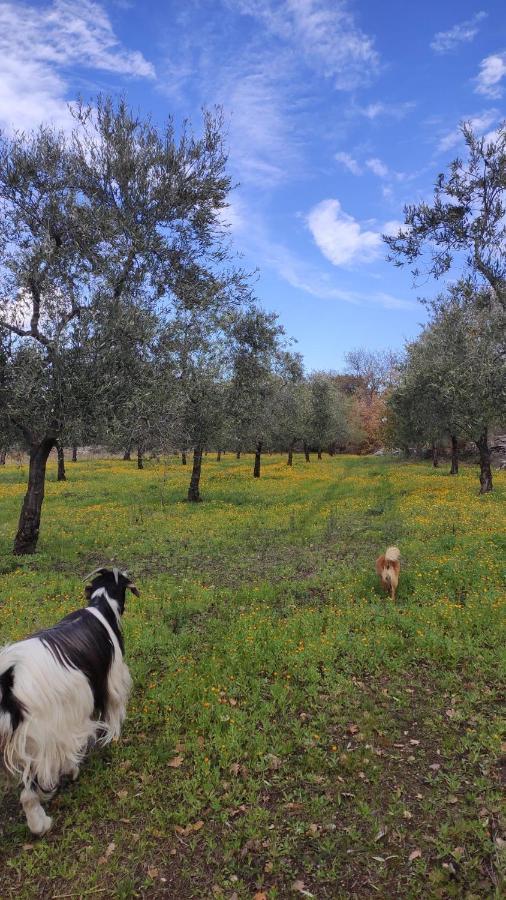 L'Antica Quercia ξενώνας Άντρια Εξωτερικό φωτογραφία